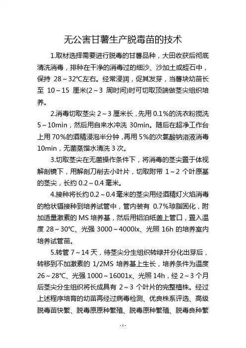 无公害甘薯生产脱毒苗的技术