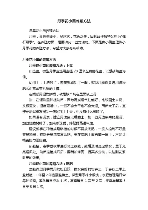 月季花小苗养殖方法