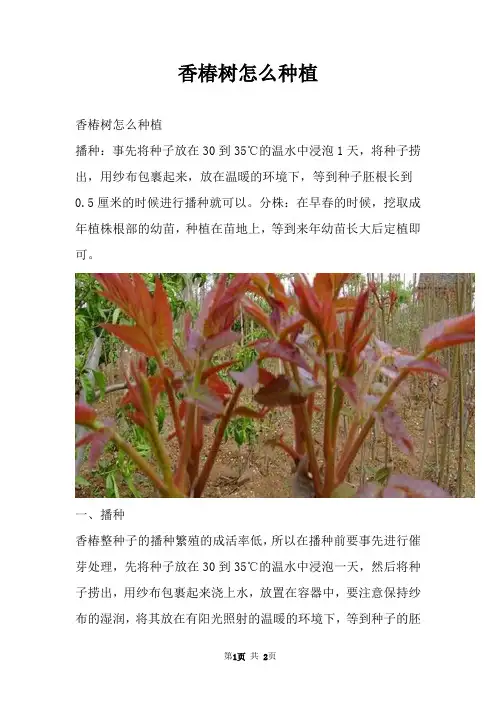香椿树怎么种植