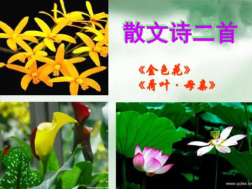 部编版七年级语文上册：7.散文诗二首：金色花、荷叶母亲 课件