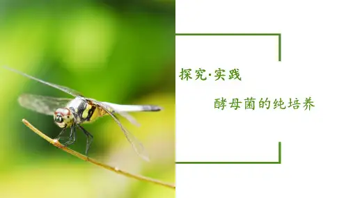酵母菌的纯培养(课件)人教版 高中生物选择性必修3