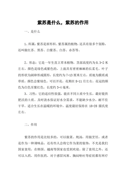 紫苏是什么,紫苏的作用