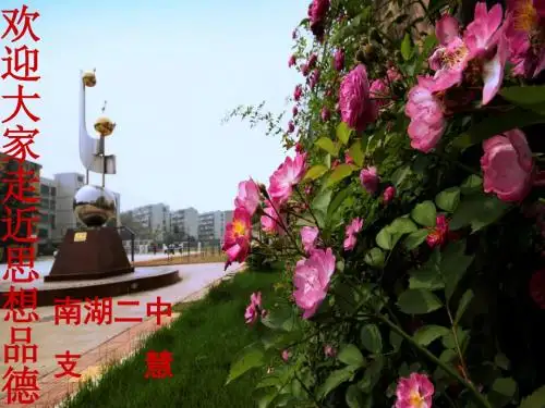 让生命之花绽放PPT优秀课件2 人教版(共20张)