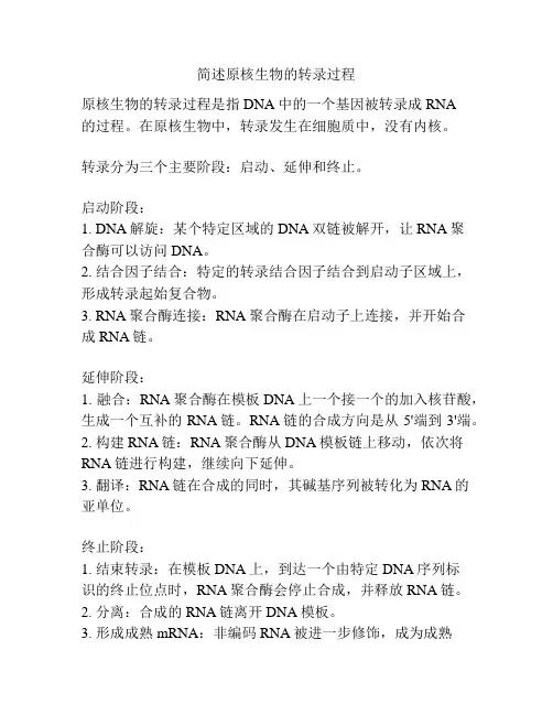 简述原核生物的转录过程