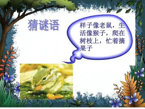 《小松鼠找花生果》课件