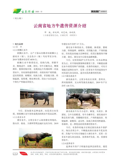 云南省地方牛遗传资源介绍