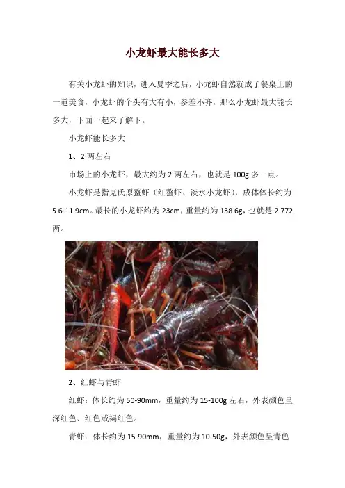小龙虾最大能长多大