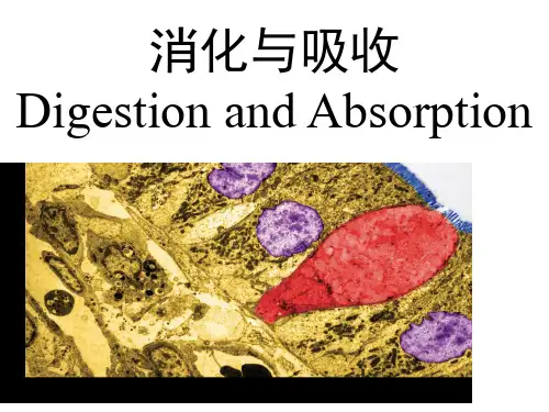 生理学：消化系统