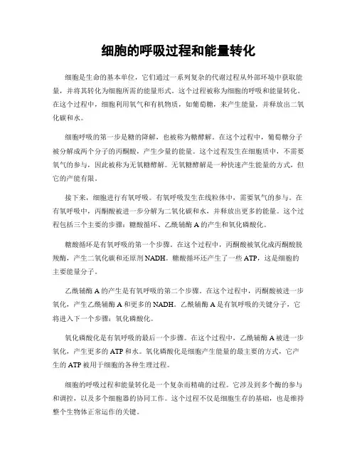 细胞的呼吸过程和能量转化