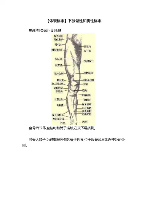 【体表标志】下肢骨性和肌性标志