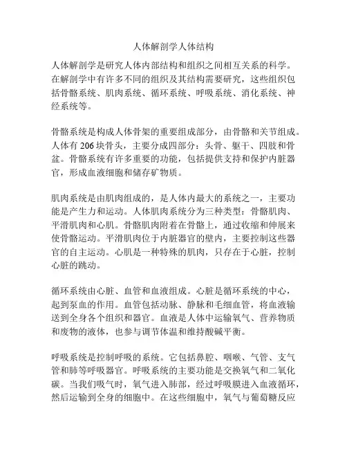人体解剖学人体结构