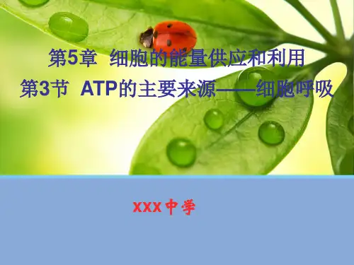 高中生物《呼吸作用》课件