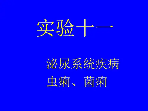 病理实验切片十一泌尿系统、虫痢、菌痢