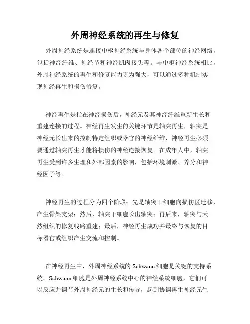 外周神经系统的再生与修复