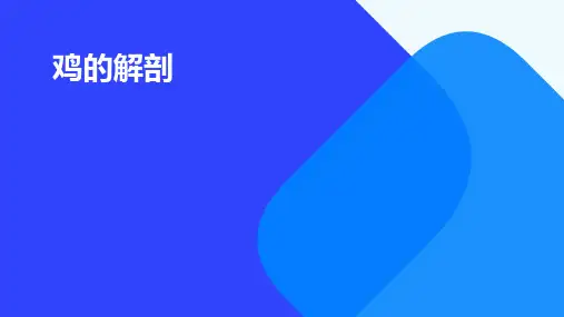 鸡的解剖-呼吸系统-泌尿系统-生殖系统
