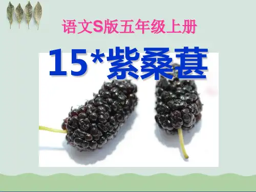 《紫桑葚》PPT课件2