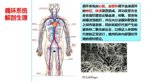 循环系统解剖生理ppt课件