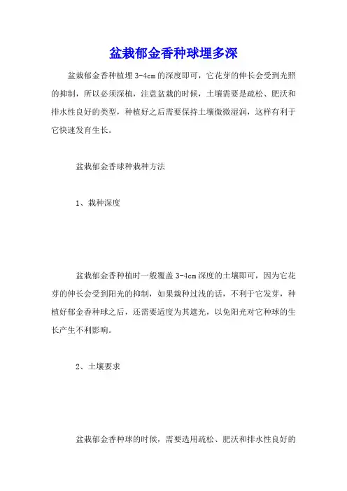 盆栽郁金香种球埋多深