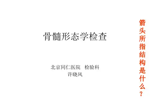 正常骨髓形态学检查