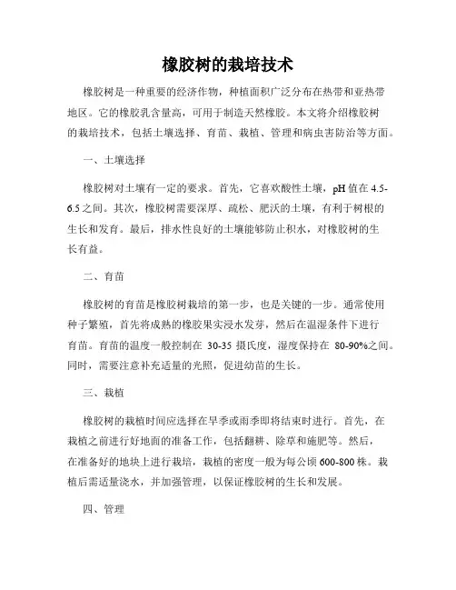 橡胶树的栽培技术