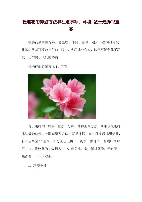 杜鹃花的养殖方法和注意事项：环境,盆土选择很重要