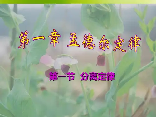 孟德尔分离定律讲解