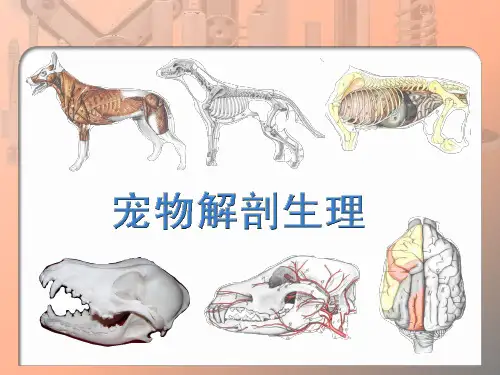 项目二 宠物解剖生理--运动系统