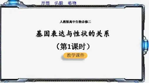 4.2 基因表达与性状的关系(第1课时)(课件)高一生物(人教版2019必修2)