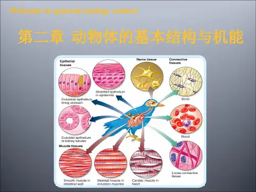 普通动物学课件第二章动物的基本结构与机能