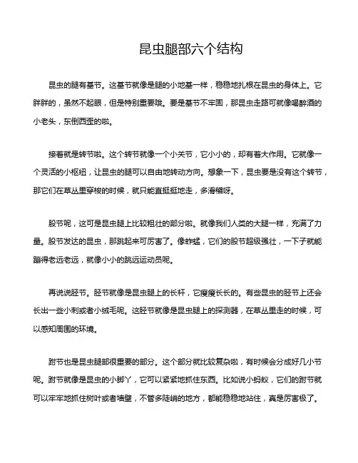 昆虫腿部六个结构