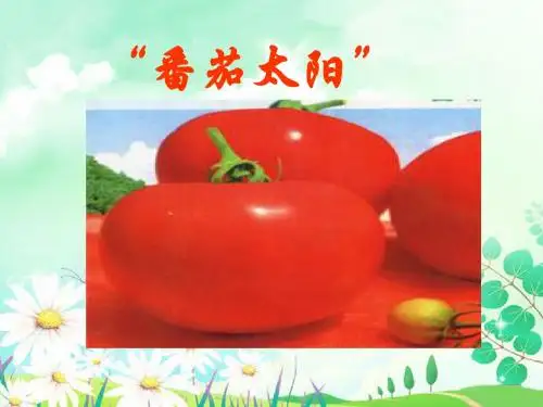 番茄太阳课件