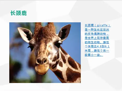 美术教案课件——   长颈鹿