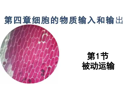 【课件】4.1被动运输 课件-高中生物人教版(2019)必修1