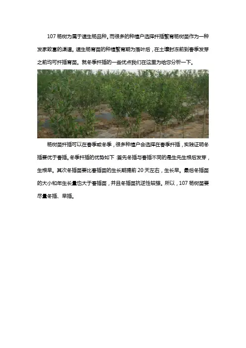 冬季扦插107杨树苗的好处