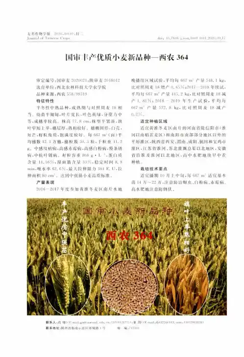国审丰产优质小麦新品种——西农364