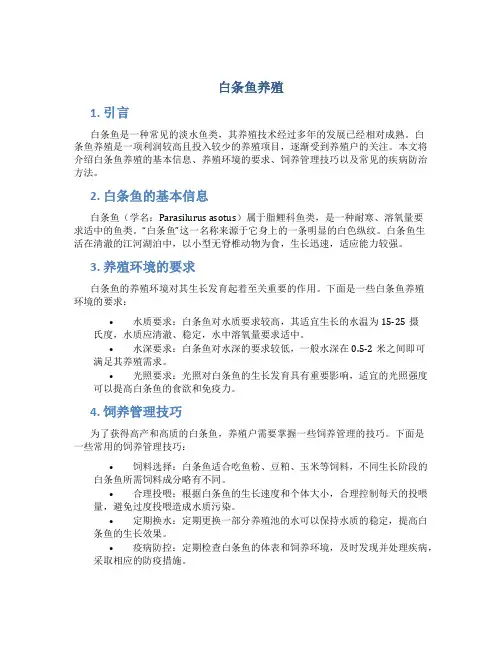 白条鱼养殖