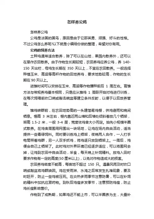 怎样养公鸡