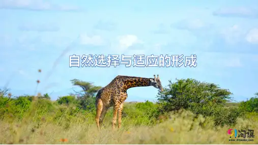 课件1：6.2 自然选择与适应的形成