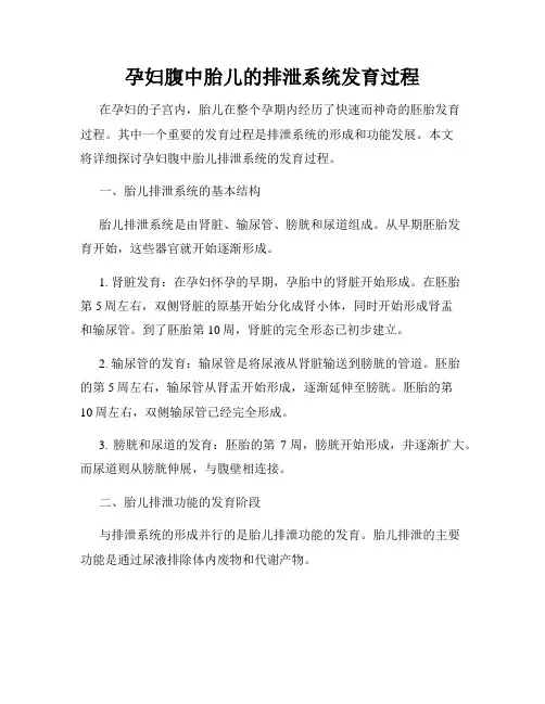 孕妇腹中胎儿的排泄系统发育过程