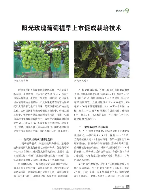 阳光玫瑰葡萄提早上市促成栽培技术