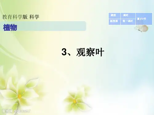 一年级上册科学课件1.3 观察叶(20) l 教科版 (共13张PPT)
