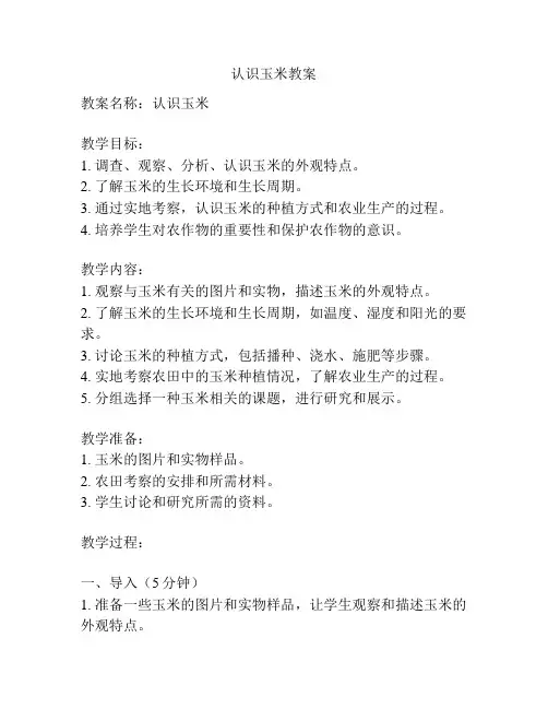 认识玉米教案