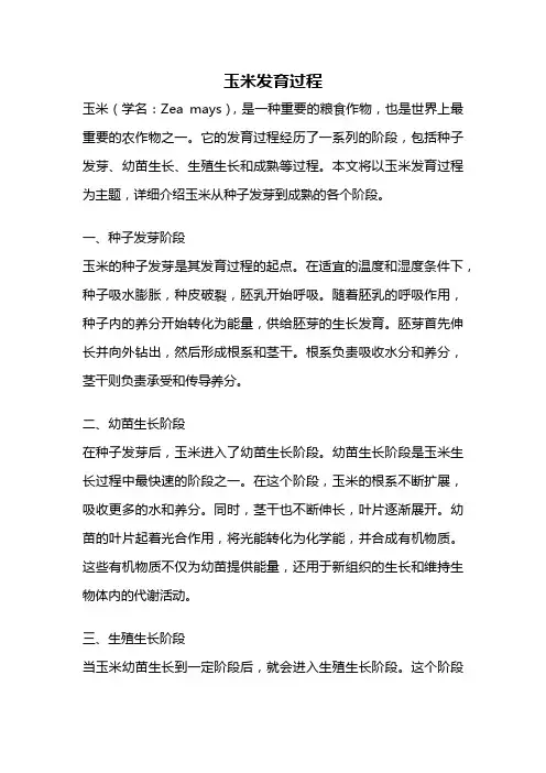 玉米发育过程