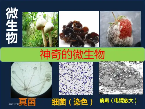 神奇的微生物PPT课件