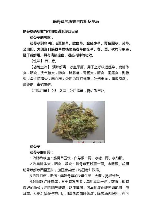 筋骨草的功效与作用及禁忌