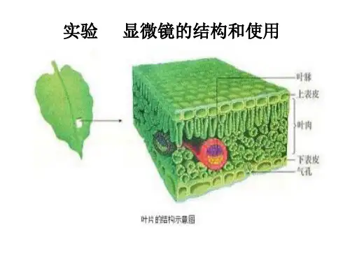 人教版高中生物必修一《显微镜的结构和使用》