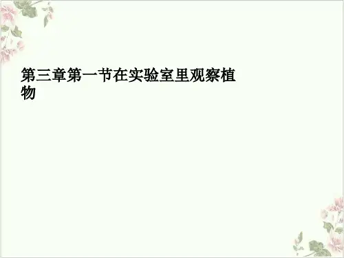 在实验室里观察植物PPT.