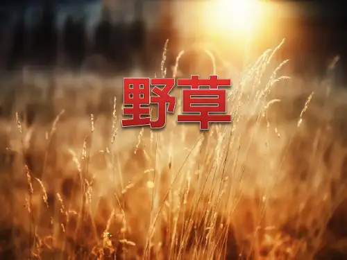 野草PPT课件