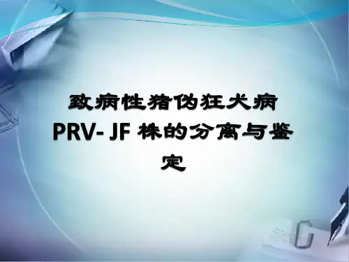 致病性猪伪狂犬病PRV- JF 株的检测