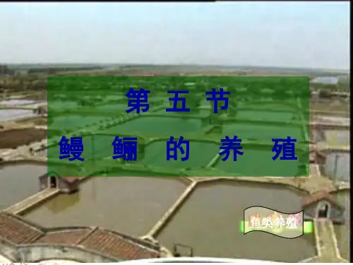 第一节鳗鲡的养殖PPT课件